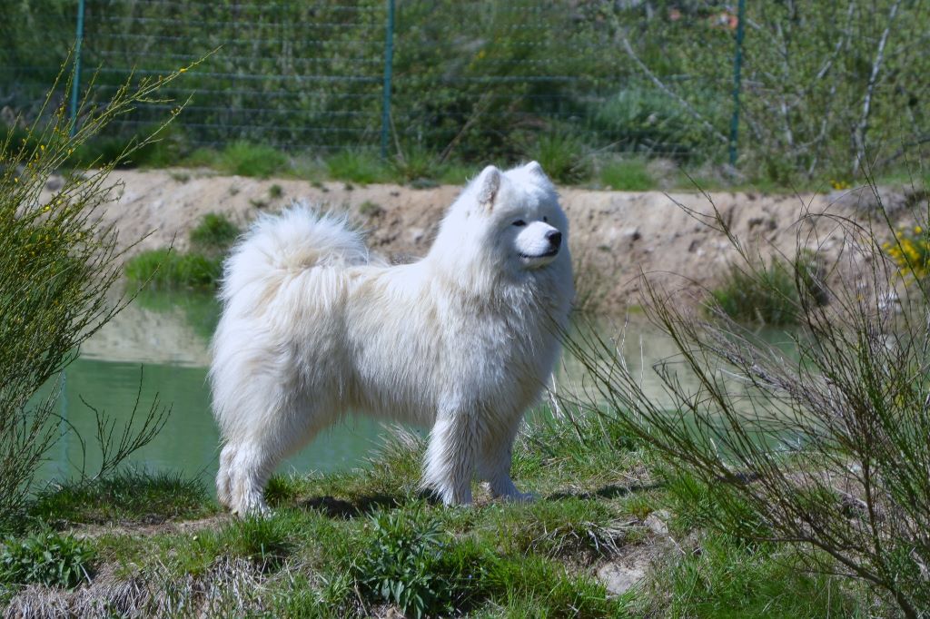 Les Samoyède de l'affixe du val danton