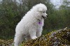  - rencontre samoyede