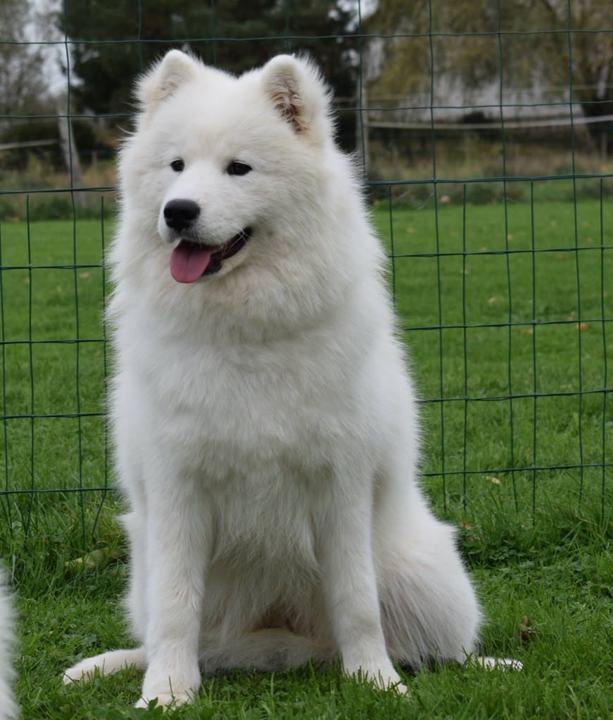 Take my breath away top gun Of Baiwells Royal Aussies