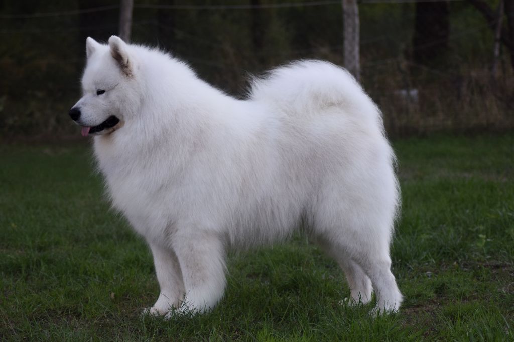 CH. Piano jon dori grinol