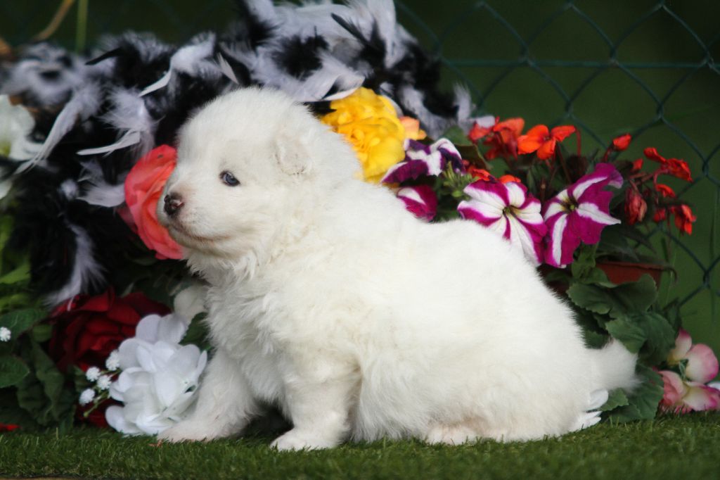 du val danton - Samoyède - Portée née le 09/05/2025