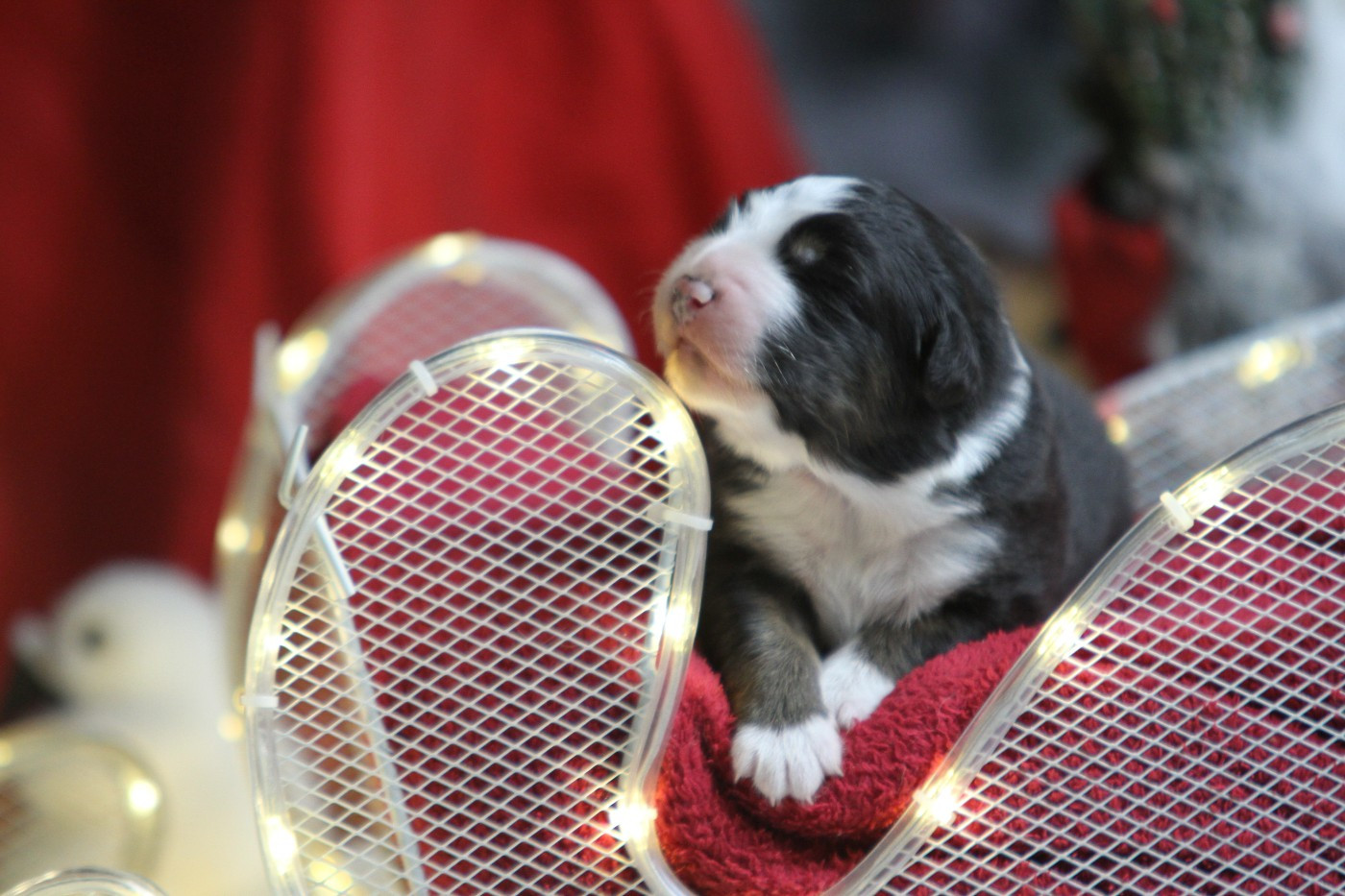 du val danton - Chiots disponibles - Berger Australien