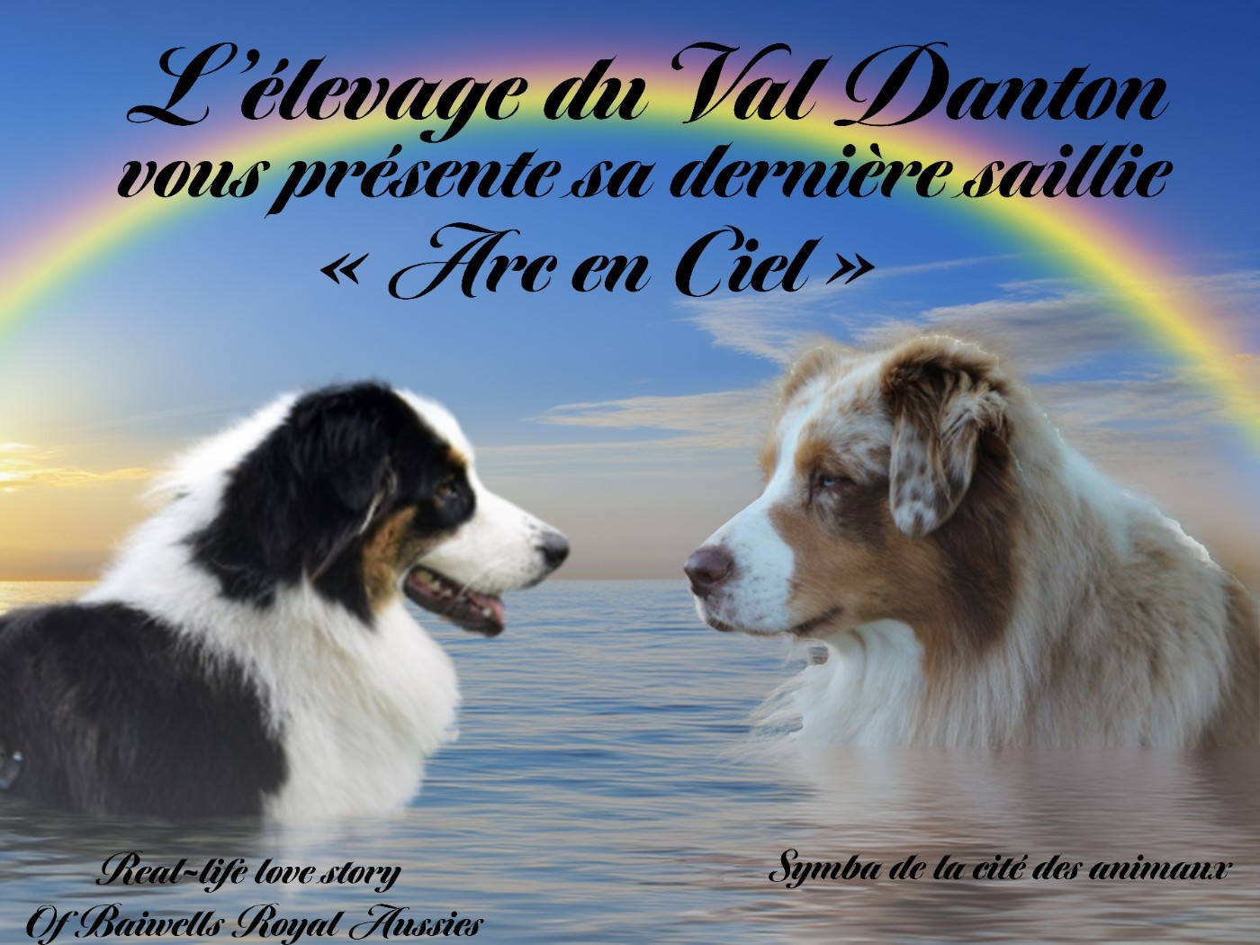 Chiot Berger Australien du val danton