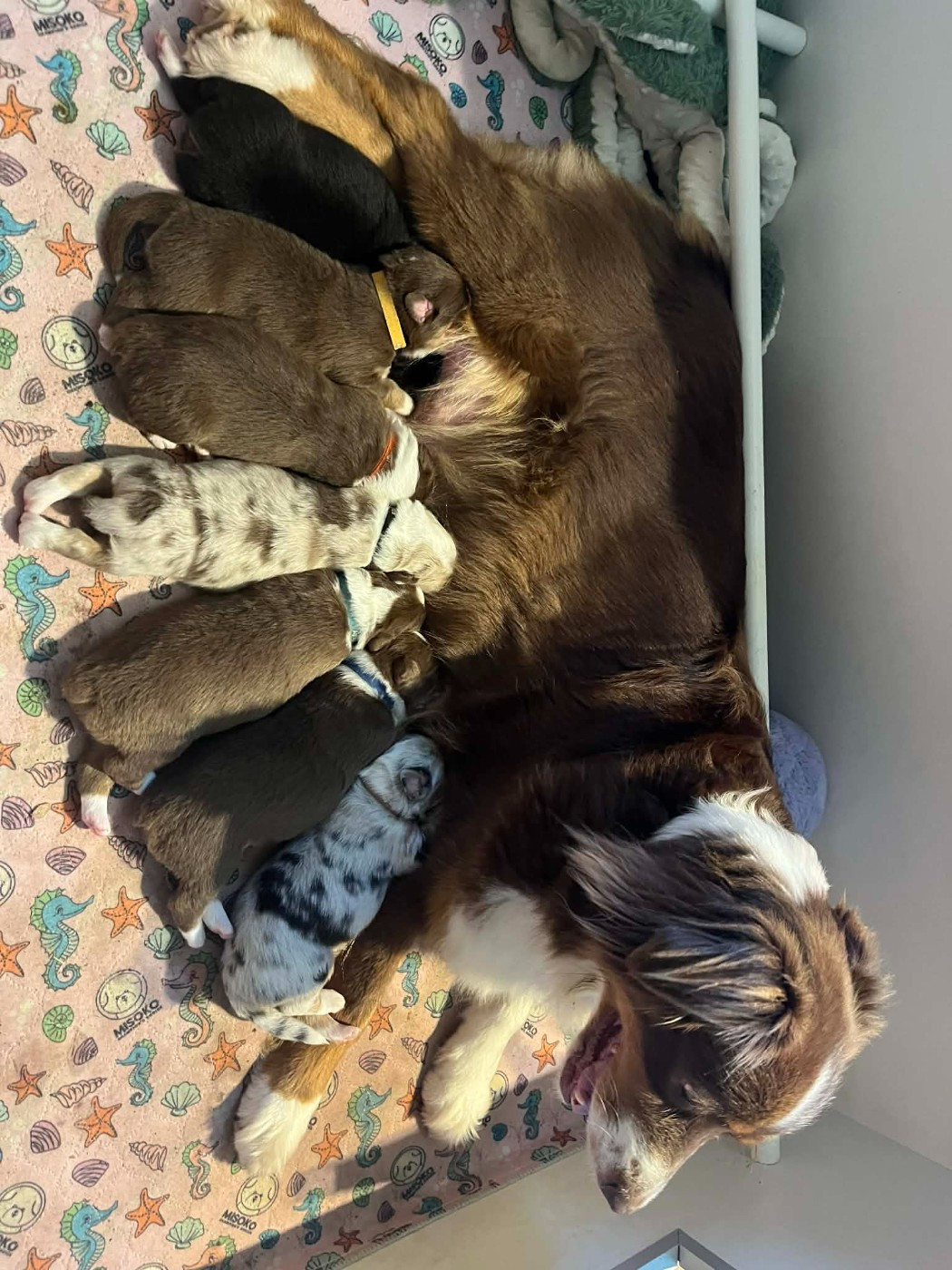 Chiot Berger Australien Du Val Danton