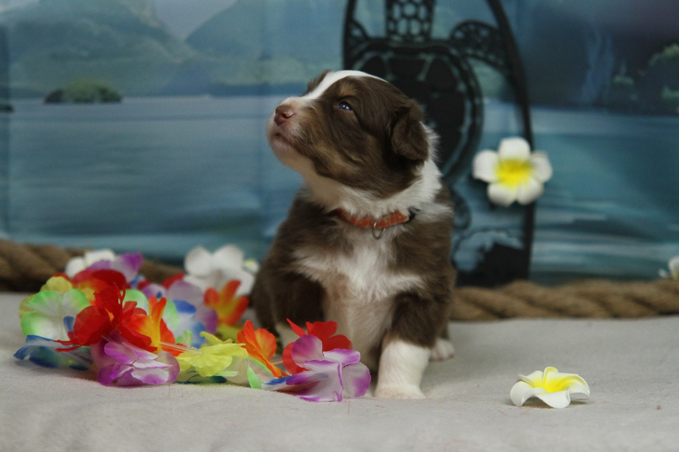 Du Val Danton - Chiots disponibles - Berger Australien