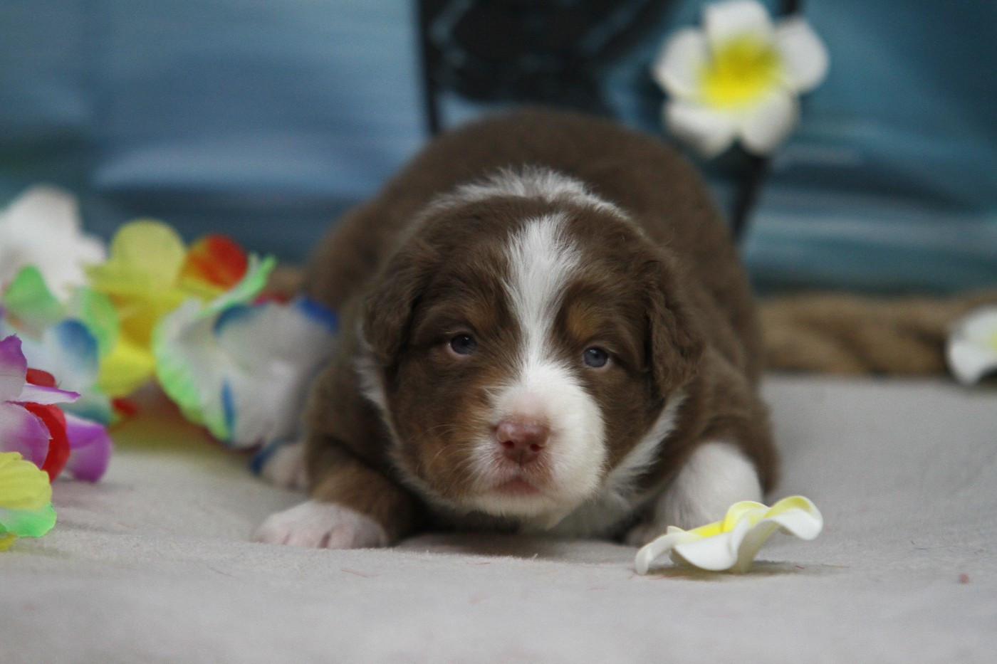 Du Val Danton - Chiots disponibles - Berger Australien