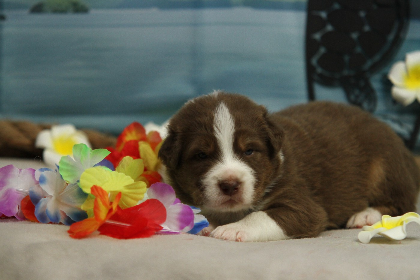 Du Val Danton - Chiots disponibles - Berger Australien