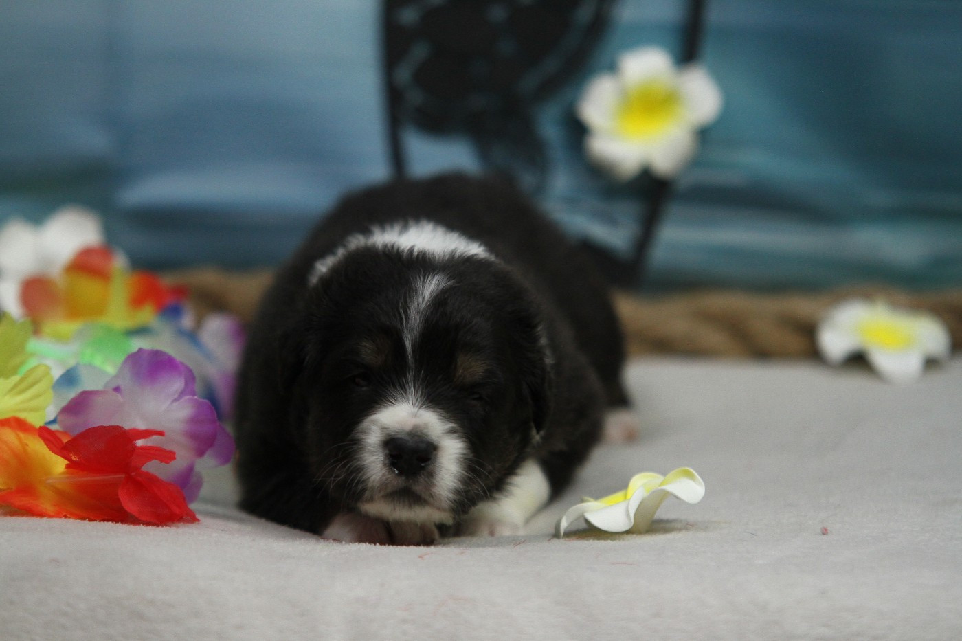 Du Val Danton - Chiots disponibles - Berger Australien