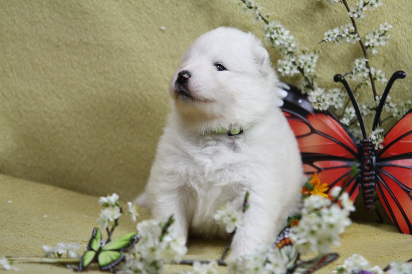 Du Val Danton - Samoyède - Portée née le 16/02/2026