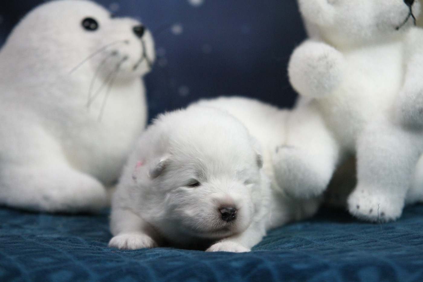 Du Val Danton - Samoyède - Portée née le 20/02/2026