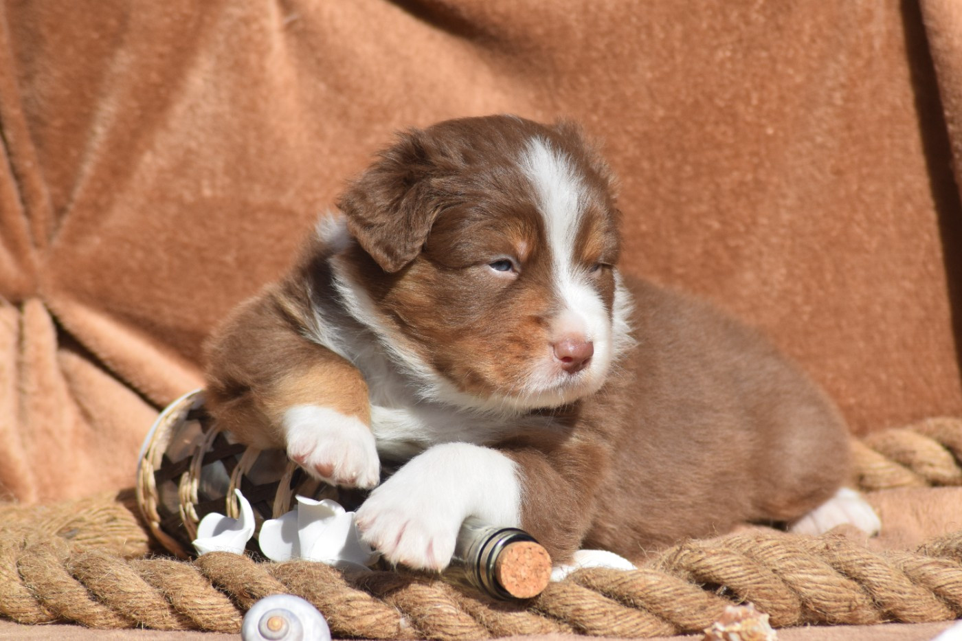 Du Val Danton - Chiots disponibles - Berger Australien