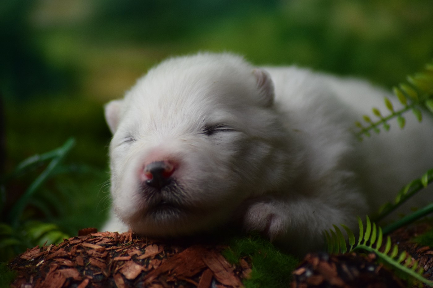 Du Val Danton - Chiots disponibles - Samoyède