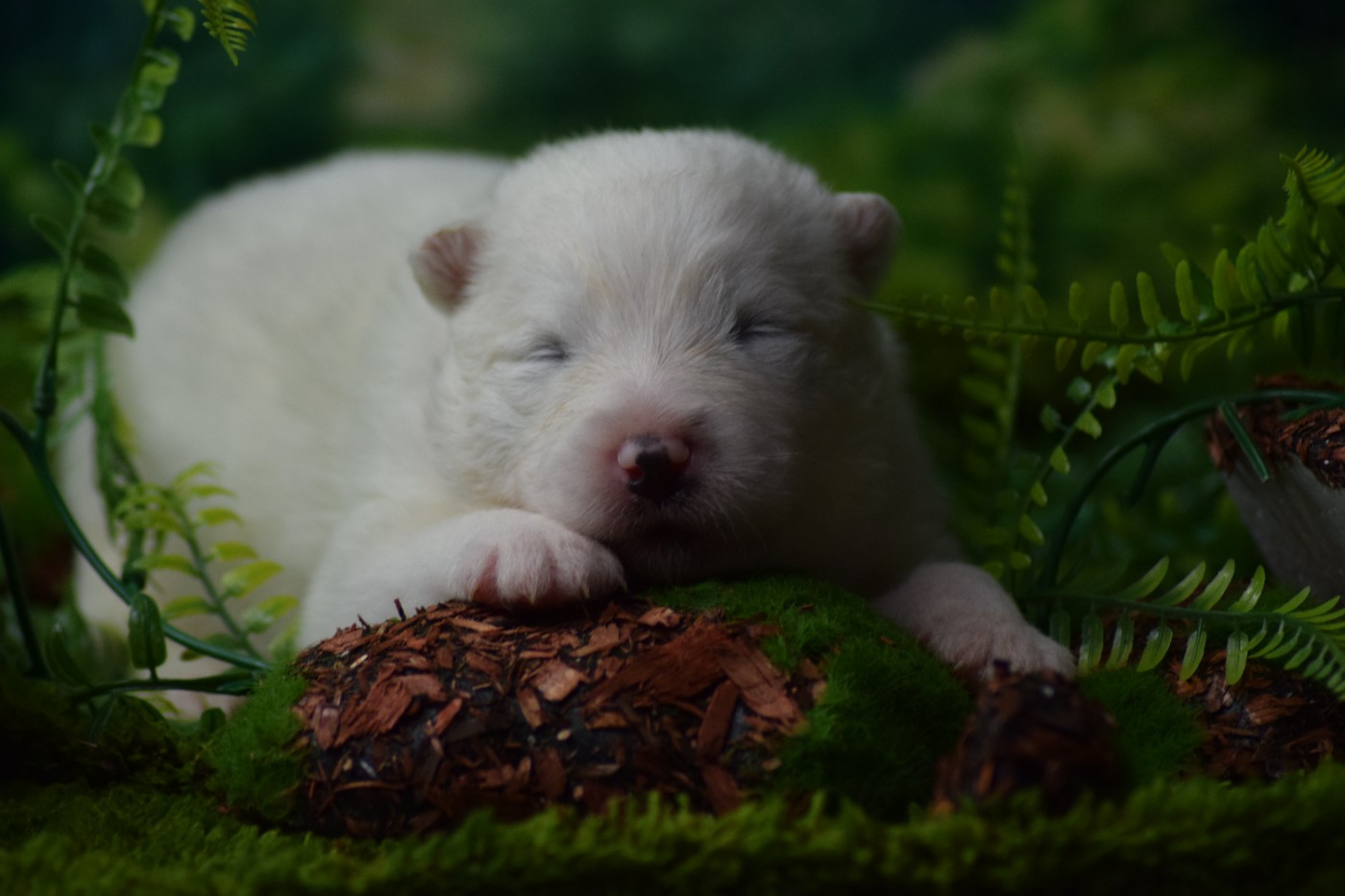 Du Val Danton - Chiots disponibles - Samoyède